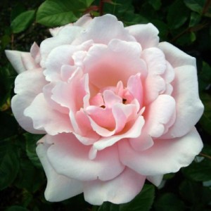 PEARL (floribunda)